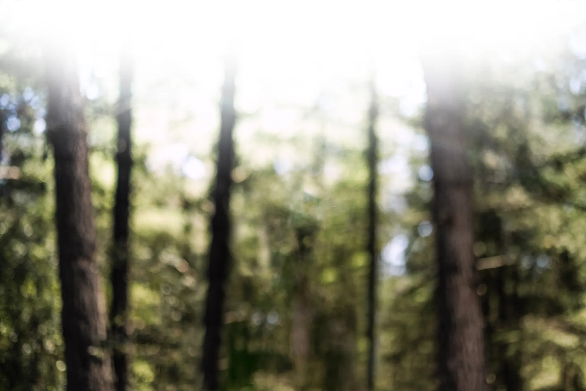 Sunlight breaking through a misty forest